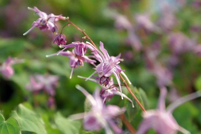 Barrenwort 'Lilafee' (Epimedium grandiflorum 'Lilafee')