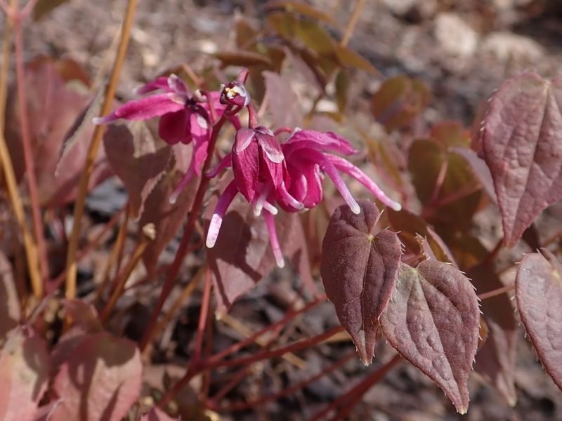 Barrenwort 'Rose Queen' (Epimedium grandiflorum 'Rose Queen')
