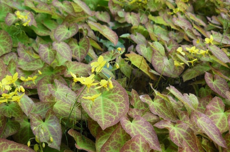 Barrenwort 'Sulphureum' (Epimedium × versicolor 'Sulphureum')