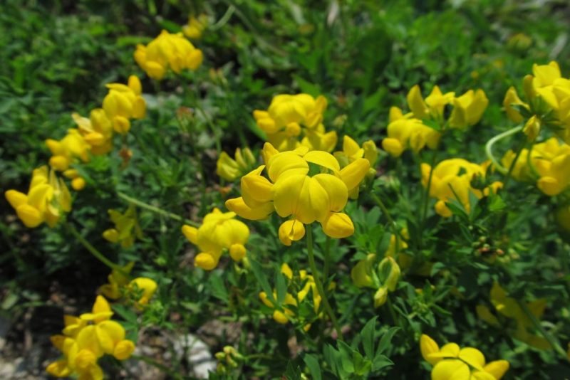 Bird's foot trefoil (Lotus corniculatus)