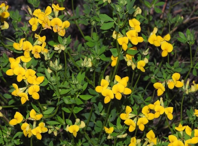 Where to plant Bird's foot trefoil (Lotus corniculatus)_2