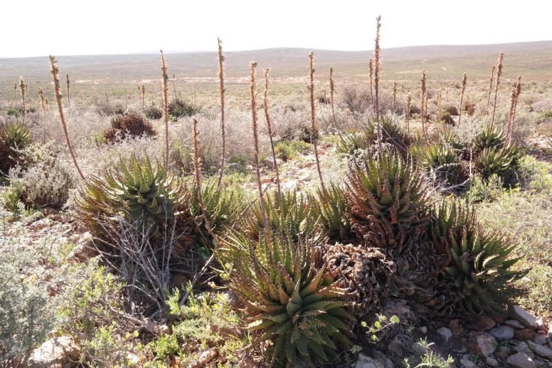 Black-spined aloe (Aloe melanacantha)