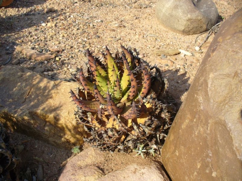 How to plant Black-spined aloe (Aloe melanacantha)_1