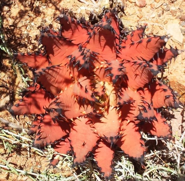 Where to plant Black-spined aloe (Aloe melanacantha)_2