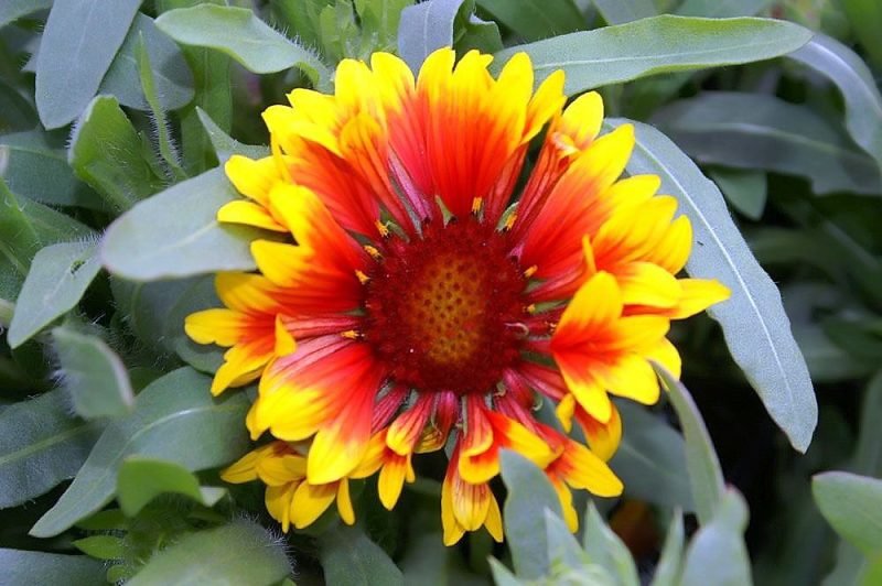 Blanketflower 'Fanfare' (Gaillardia × grandiflora 'Fanfare')