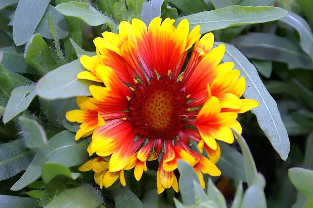 Blanketflower 'Fanfare' (Gaillardia × grandiflora 'Fanfare')