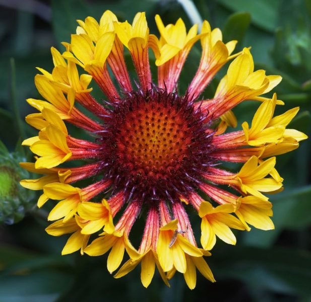 How to plant Blanketflower 'Fanfare' (Gaillardia × grandiflora 'Fanfare')_1