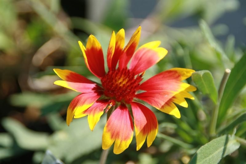 How to plant Blanketflower 'Kobold' (Gaillardia × grandiflora 'Kobold')_1