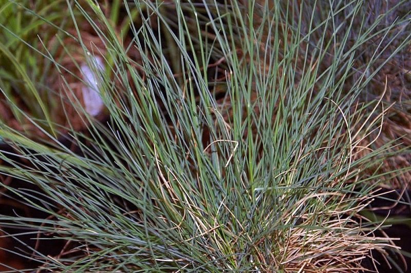 Blue fescue 'Elijah Blue' (Festuca glauca 'Elijah Blue')