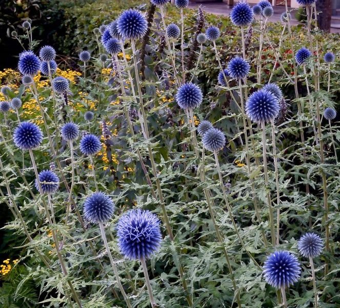 Blue globe thistle (Echinops bannaticus)