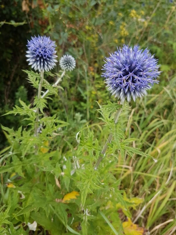 Blue globe thistle (Echinops bannaticus) growing guides