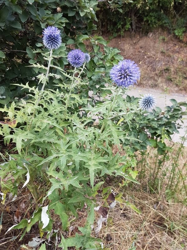 Blue globe thistle (Echinops bannaticus) growing guides