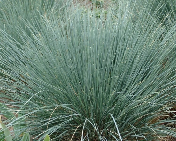 Blue oat grass (Helictotrichon sempervirens)