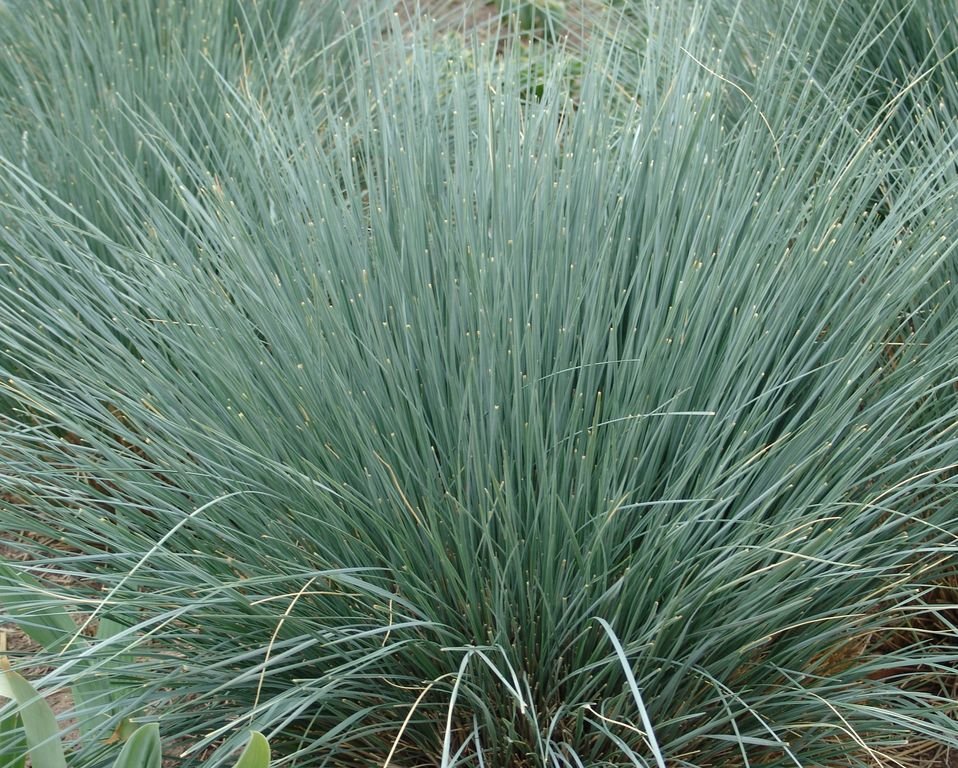 Blue oat grass (Helictotrichon sempervirens)