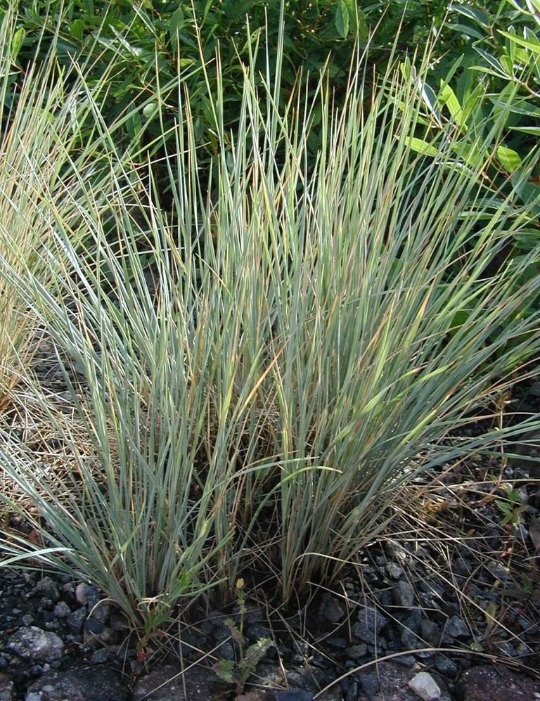 Blue oat grass (Helictotrichon sempervirens) growing guides
