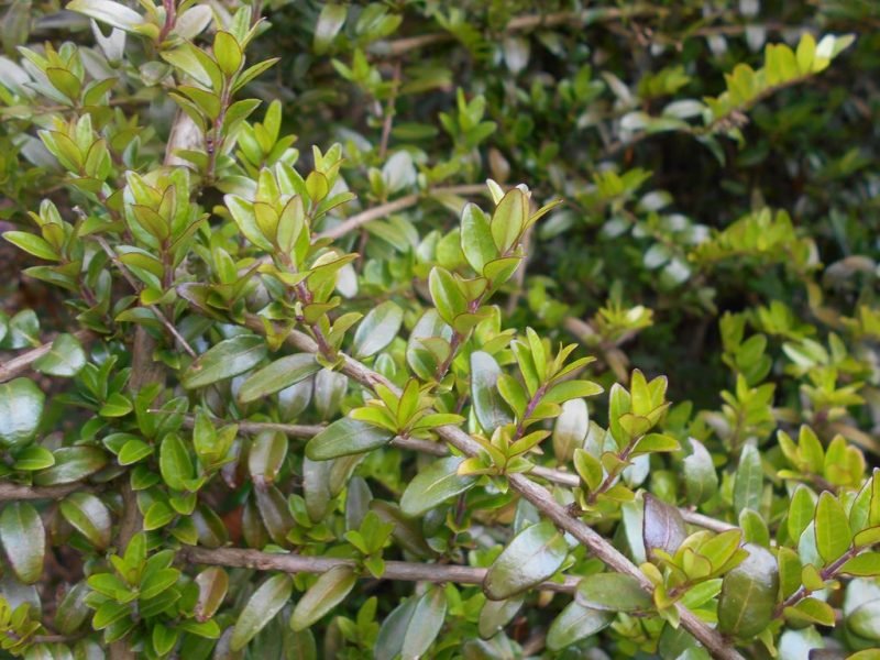 Box-leaved honeysuckle (Lonicera ligustrina var. pileata)