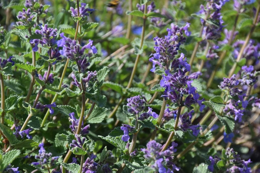 Broad-leaved catmint (Nepeta latifolia)