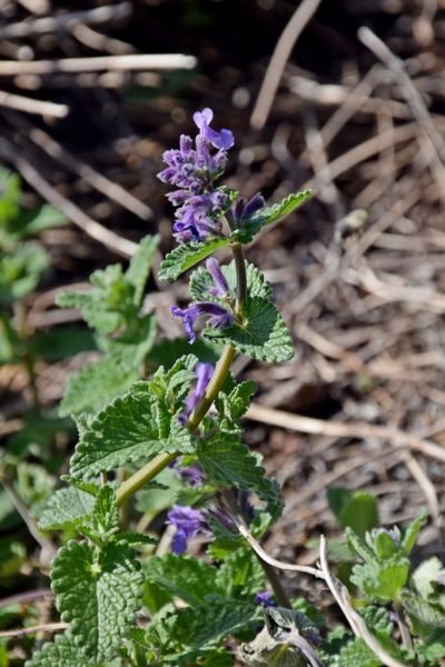 How to plant Broad-leaved catmint (Nepeta latifolia)_1
