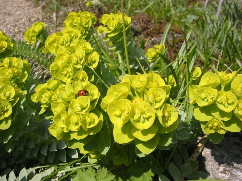 Broad-leaved glaucous spurge (Euphorbia myrsinites)