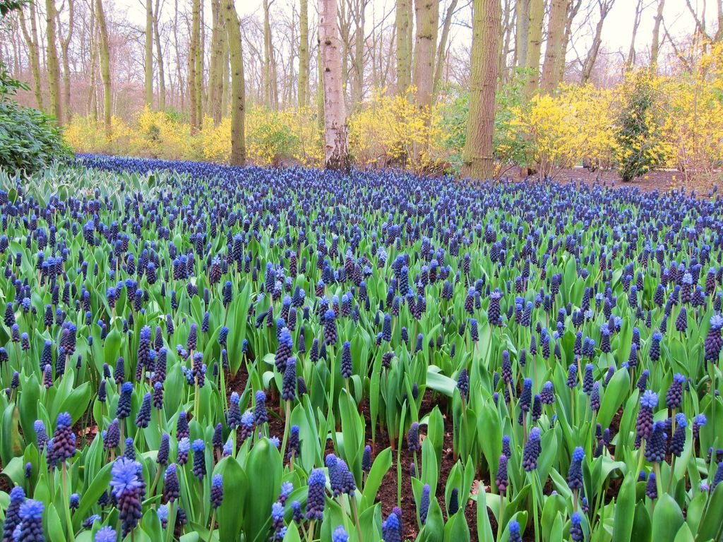 Broad-leaved grape hyacinth (Muscari latifolium)