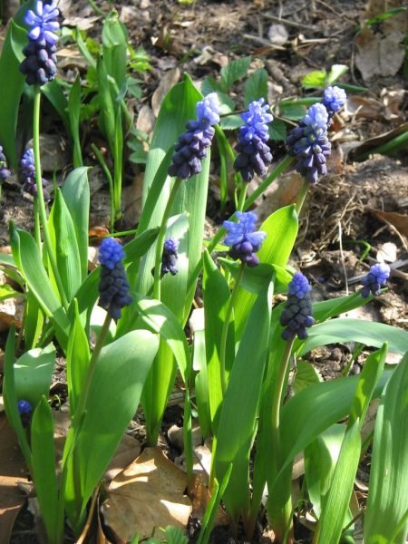 How to plant Broad-leaved grape hyacinth (Muscari latifolium)_1