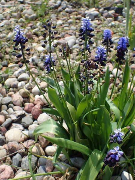 Where to plant Broad-leaved grape hyacinth (Muscari latifolium)_2