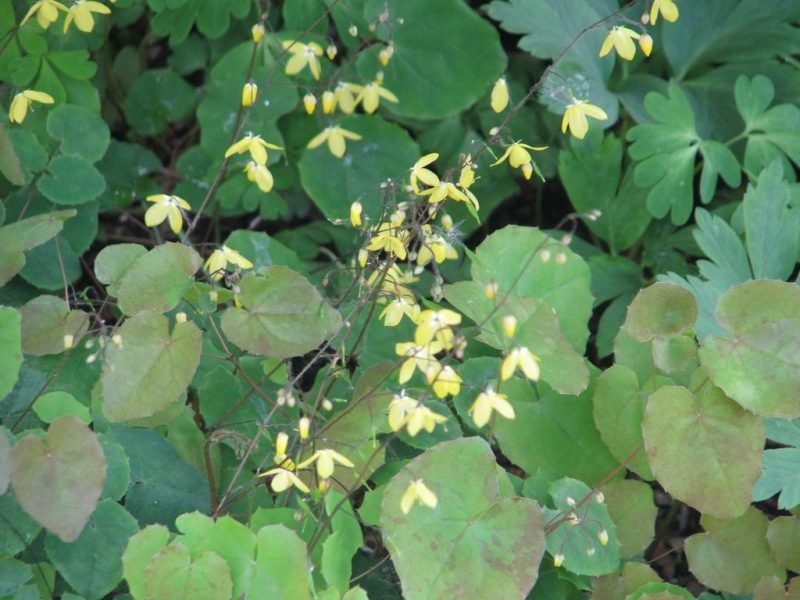 Broad-petalled barrenwort (Epimedium platypetalum)