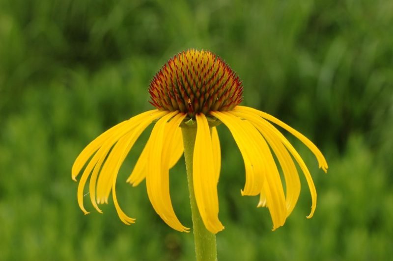 Bush's purple coneflower (Echinacea paradoxa)
