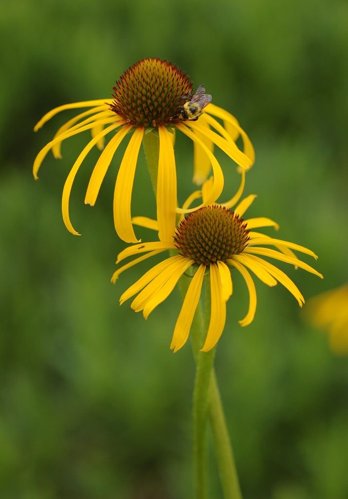 Bush's purple coneflower (Echinacea paradoxa) growing guides