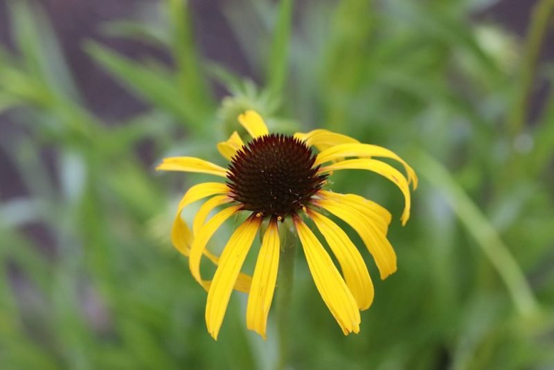 Where to plant Bush's purple coneflower (Echinacea paradoxa)_2
