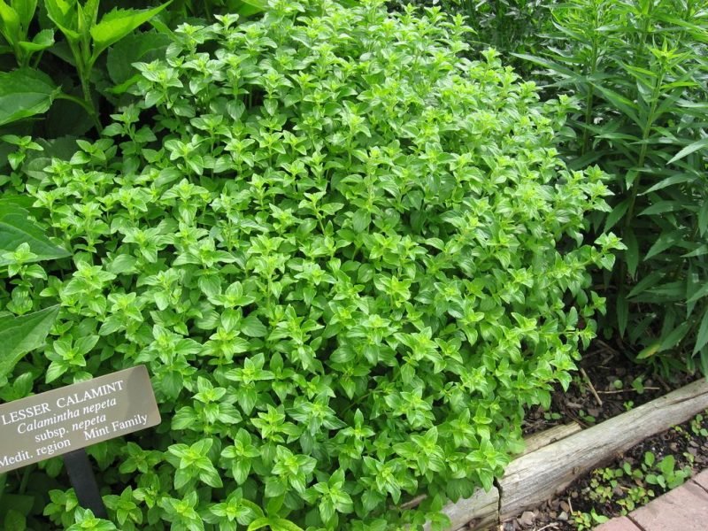Calamintha nepeta subsp. nepeta (Calamintha nepeta subsp. nepeta)