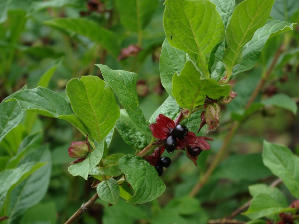 Californian honeysuckle (Lonicera involucrata)