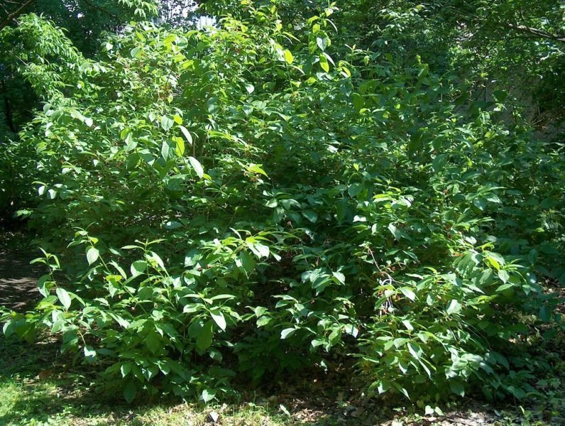 How to plant Californian honeysuckle (Lonicera involucrata)_1