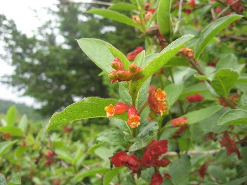 Where to plant Californian honeysuckle (Lonicera involucrata)_2