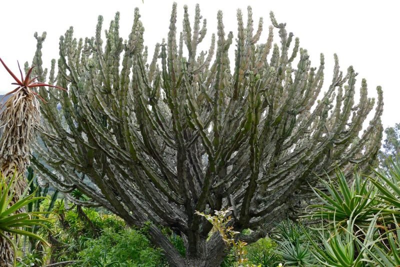 Candelabra tree (Euphorbia ingens)