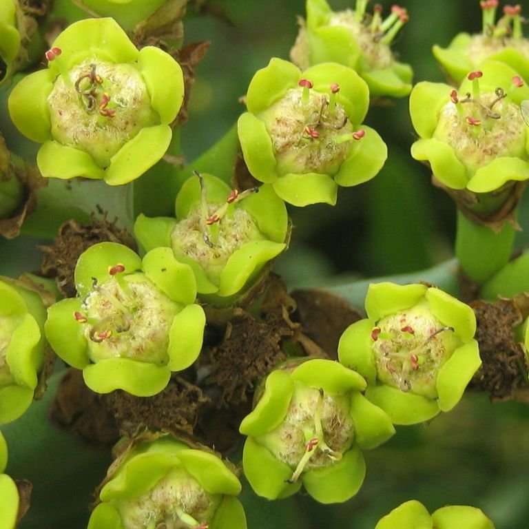 Candelabra tree (Euphorbia ingens) growing guides