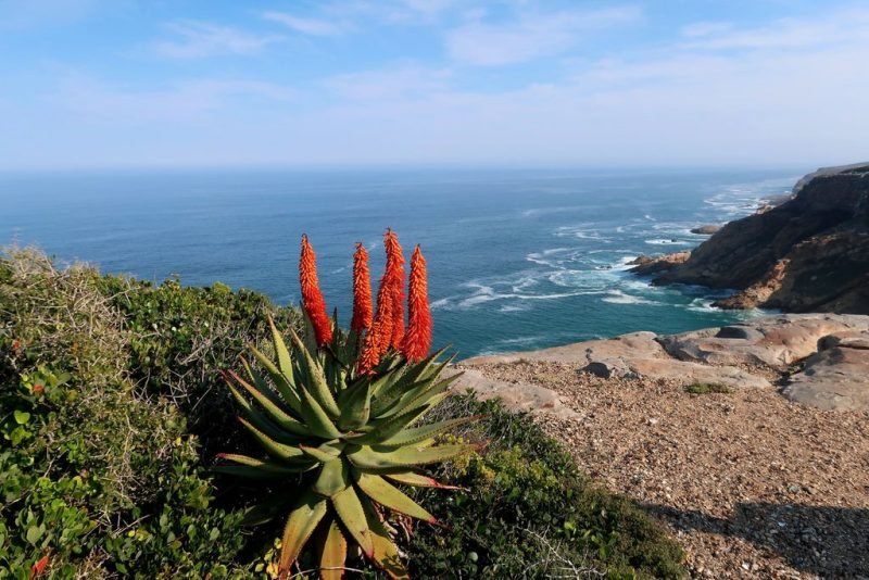 Cape aloe (Aloe ferox)