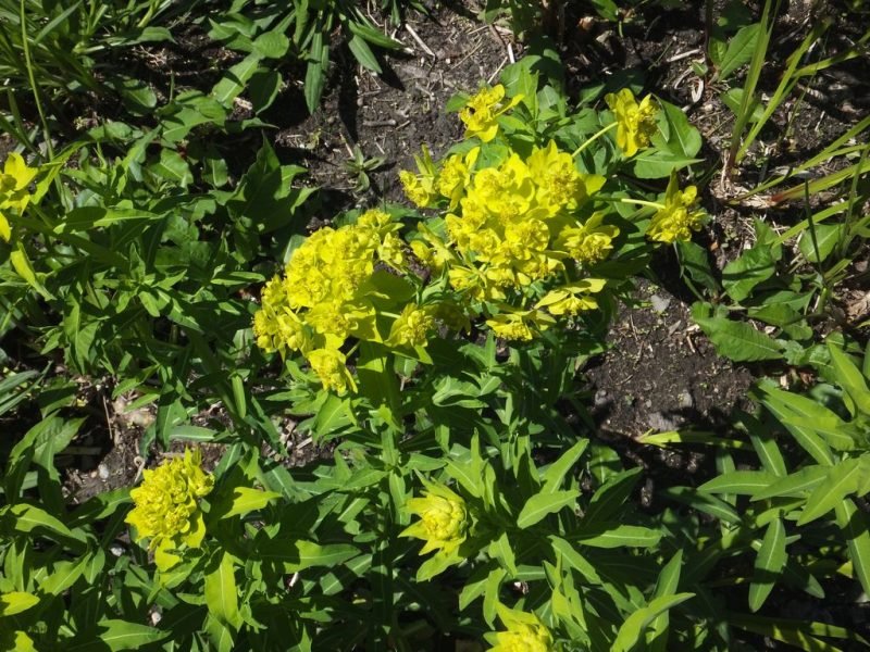 Caper spurge (Euphorbia lathyris)