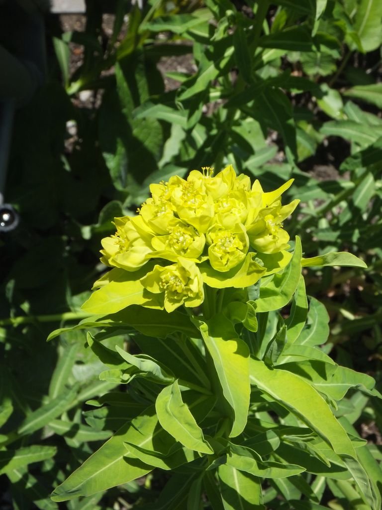 Caper spurge (Euphorbia lathyris) growing guides