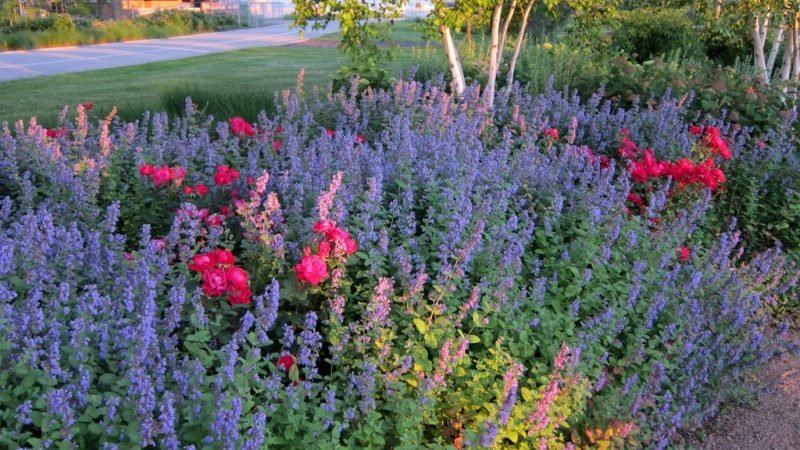 Catmint 'Joanna Reed' (Nepeta 'Joanna Reed')