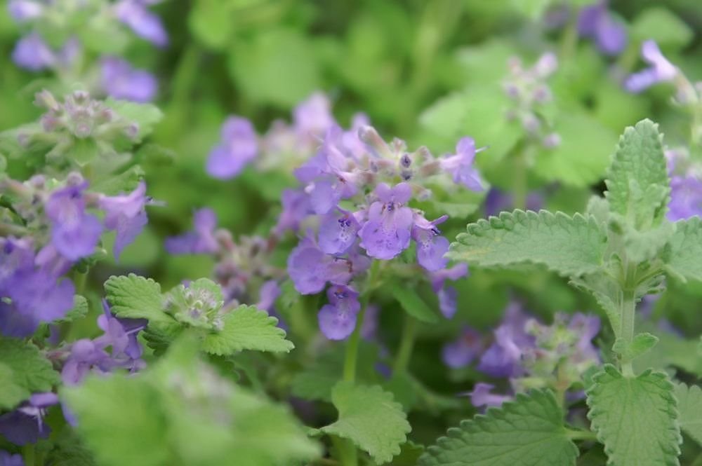 Catmint 'Little Titch' (Nepeta racemosa 'Little Titch')