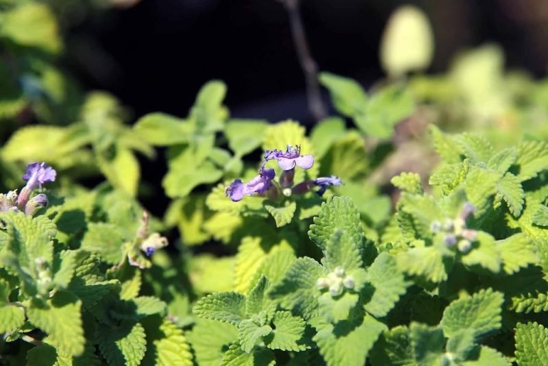 How to plant Catmint 'Little Titch' (Nepeta racemosa 'Little Titch')_1