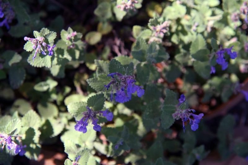Where to plant Catmint 'Little Titch' (Nepeta racemosa 'Little Titch')_2