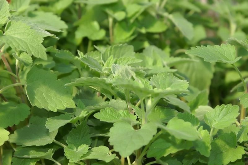 Catmint (Nepeta cataria)