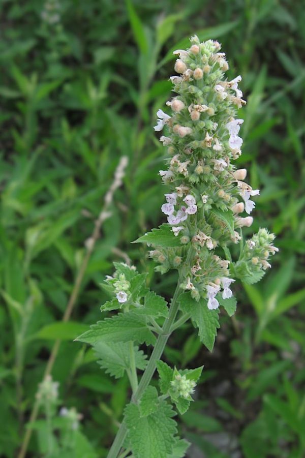 Catmint (Nepeta cataria) - growing guides