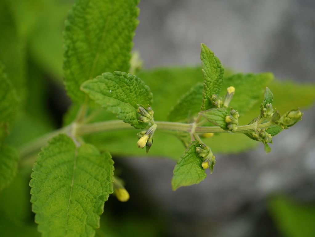Catmint (Nepeta govaniana)