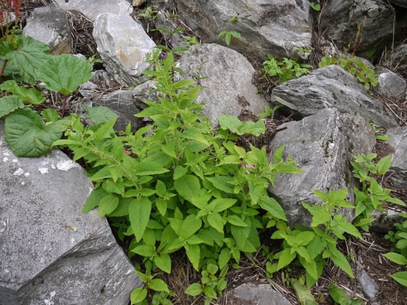 How to plant Catmint (Nepeta govaniana)_1