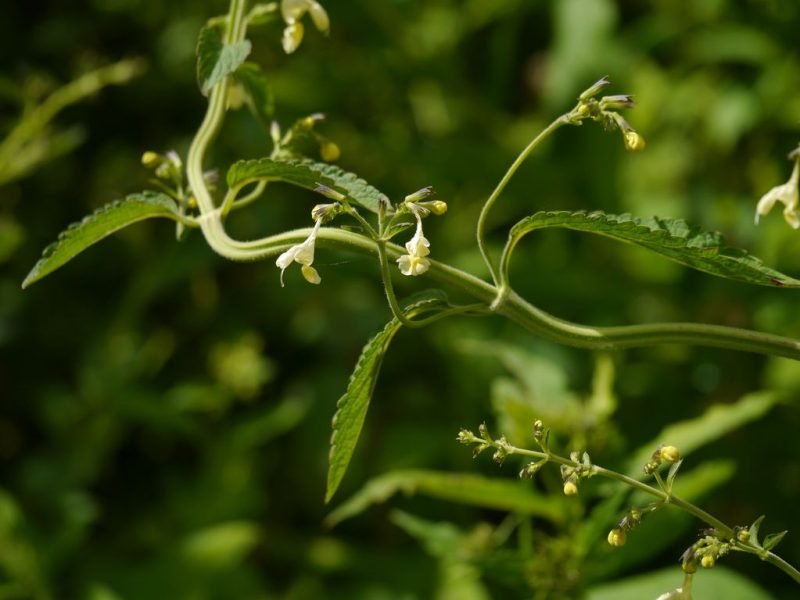 Where to plant Catmint (Nepeta govaniana)_2