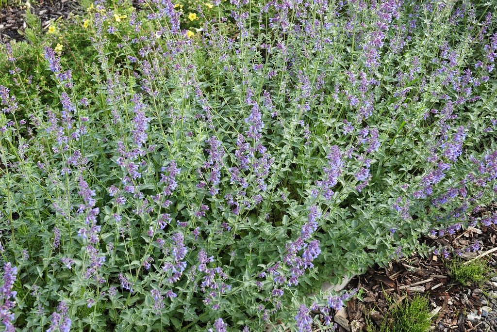 Catmint 'Six Hills Giant' (Nepeta 'Six Hills Giant')