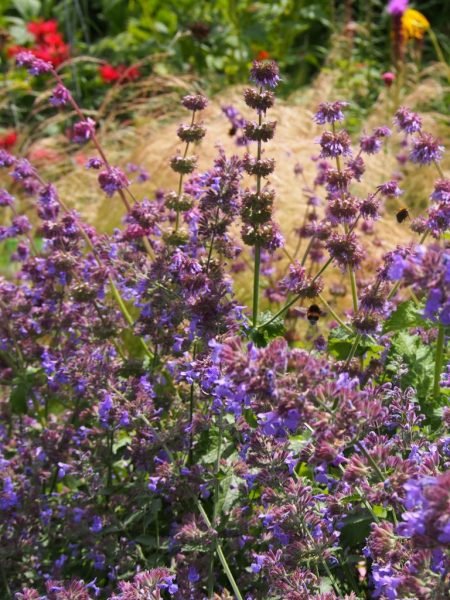 How to plant Catmint 'Six Hills Giant' (Nepeta 'Six Hills Giant')_1